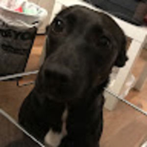 Meet your Posher, Hao